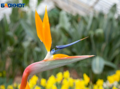 Райская полутораметровая птица обнаружена в Волжском