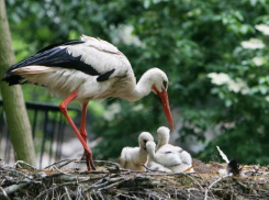На юге Волгоградской области замечены редкие краснокнижные птицы