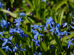 Пролеска сибирская готовится зацвести в Волжском 