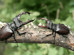 Редкие насекомые обосновались в Волго-Ахтубинской пойме