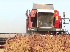 Под Волжским завершают сбор урожая «пшеницы ацтеков»