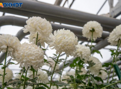 Прокопьев день: традиции, народные приметы и запреты