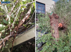 Дерево рухнуло на машину в Волжском: видео