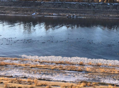 Дикие утки попрошайничают в Волжском корочку хлеба