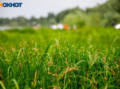 Волжане требуют утвердить и опубликовать в открытом доступе график полива зеленых насаждений