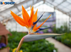 Звезды советуют волжанам не ввязываться в сомнительные предприятия: астрологический прогноз