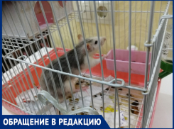 «Животное в клетке просто выставили в подъезд»,- волжанка