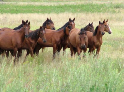 Волгоградских мустангов показали на федеральном канале