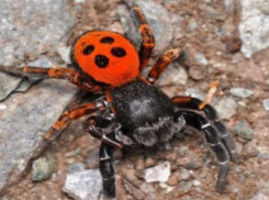 Волжский атакуют ядовитые пауки