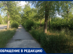 В Волжском дети буквально теряются в траве возле школы № 13