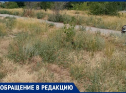 «Траву не косили ни разу за лето», - жительница Волжского о зарослях по пути в школу