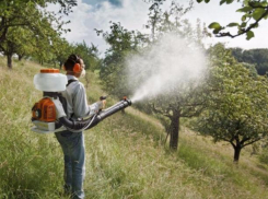 Избавиться от насекомых в Волжском мэрия решила в последний месяц лета