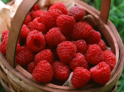 В ботсаду Волгограда созрела драгоценная малина