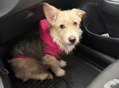 В Волжском возле «Вкусно и точка» нашли домашнюю собаку