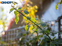 Осенние зяби: приметы, традиции и запреты дня Иоанна Златоуста