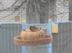 Жителям Волжского предлагают посчитать воробьев в помощь ученым 