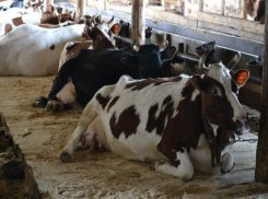 Среднеахтубинские фермеры вырвались в финал конкурса грантов