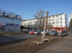 «Лысый 3-метровый деревянный обрубок» : в Волжском разыскивают обрезчиков ели