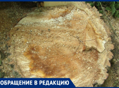 «Срубили здоровое дерево»: волжанка возмущена радикальными действиями коммунальщиков