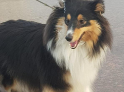 Дашу породы шелти ищет хозяйка