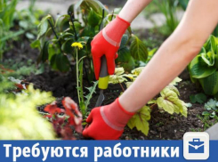 Волжан приглашают на подработку в поле