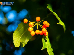 Филиппово заговенье: народные приметы, традиции и запреты