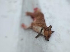 В Волгограде обнаружили бездыханное тело собаки в луже крови