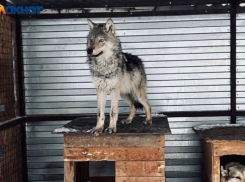 Волченок Макар умер в приюте «Дино» под Волжским: страшную болезнь поздно диагностировали