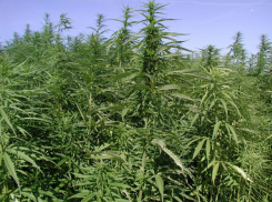 Двое жителей Волгоградской области вырастили целое поле конопли