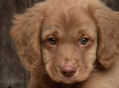 В Волжском бизнес-леди продавала опасный элитный корм для домашних собак