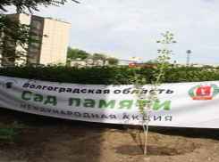 Сталинградский тополь получил вторую жизнь