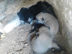 В Волжском шесть щенят жили в яме