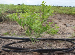 В Волжском с наступлением жары возобновили полив деревьев