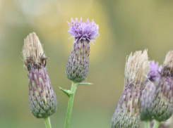 Злостный бодяк поселился на  дачах волжан