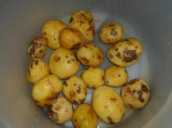 В школе №11 города Волжского детей кормят гнилой картошкой