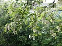 Акация белая: особую опасность представляет кора