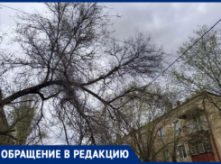 «Живём как на пороховой бочке»: волжане жалуются на сухие ветки, висящие над проводами и дорогой