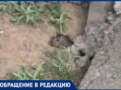 Крысы заполонили 32 микрорайон в Волжском: видео