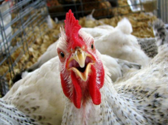 Жительница Средней Ахтубы пожаловалась на «копеечные» зарплаты на Волжской птицефабрике