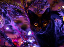 Небольшой «минус» пообещали синоптики волжанам в новогодний день