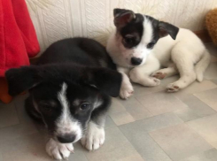 Два подкидыша ищут кров