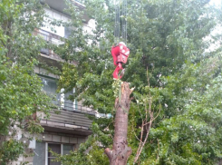 Директор УК прокомментировала ситуацию с тополем, упавшим на многоквартирный дом