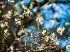 Гадаем на будущий урожай... по веткам