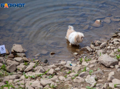 В Волжском будет жарко в день дворняги: прогноз погоды