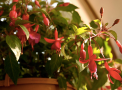 Более четырехсот волжан получают удовольствие от выращивания цветов