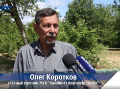 Экзохорда, сафора, тополь-гибрид и рябина: «Комбинат благоустройства» превращает Волжский в зелёную лабораторию