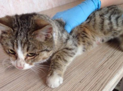 В Волжском котенку, которого в скотче таскали по снегу, нашли хозяина