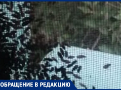 «Больше 40 лет в этом доме живу и такая напасть впервые», - волжанка о жуках