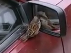 Пернатый Кулибин стал героем интернета, настроив зеркало заднего вида автомобиля в Волжском