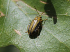 Волжан избавили от надоедливых «вязовых» жуков